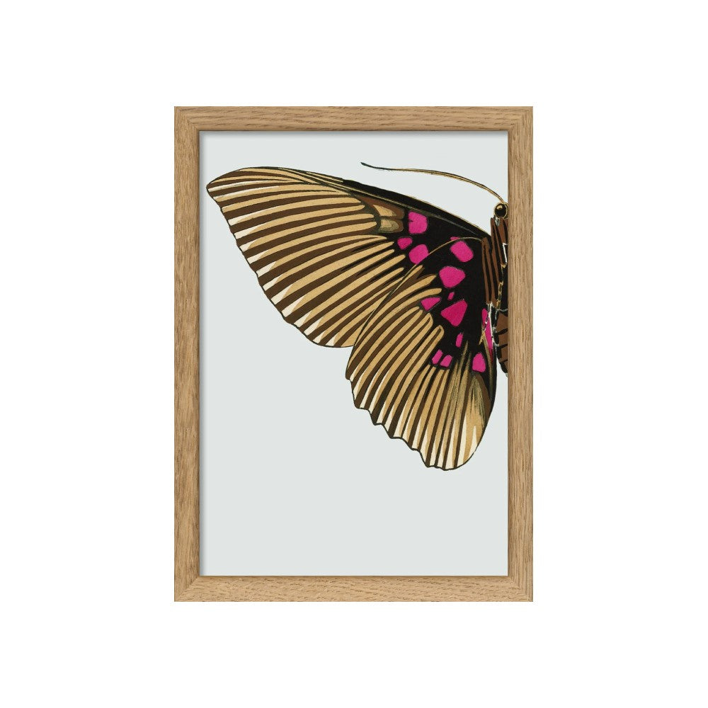 Gold And Fuchsia Butterfly