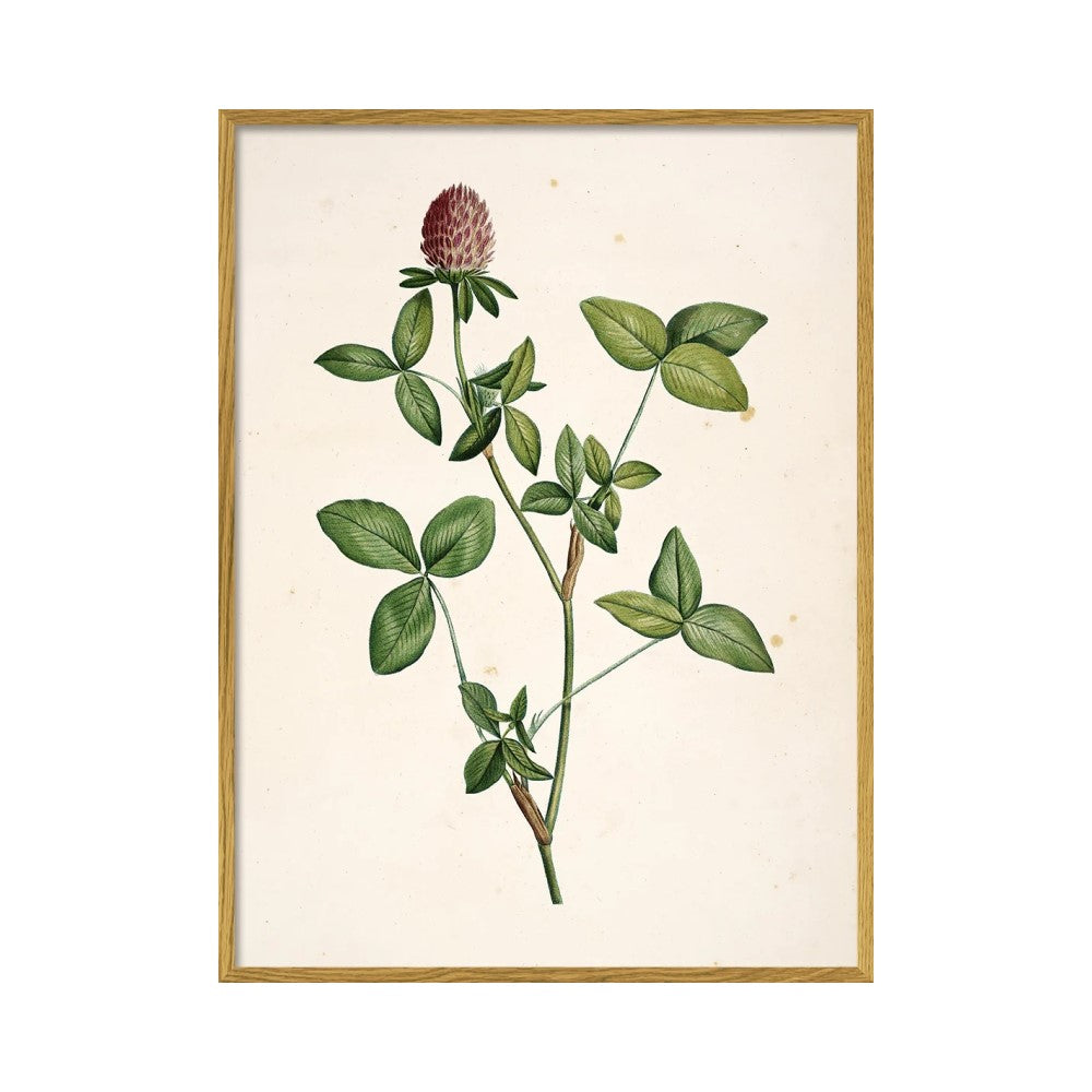Trifolium Pratense