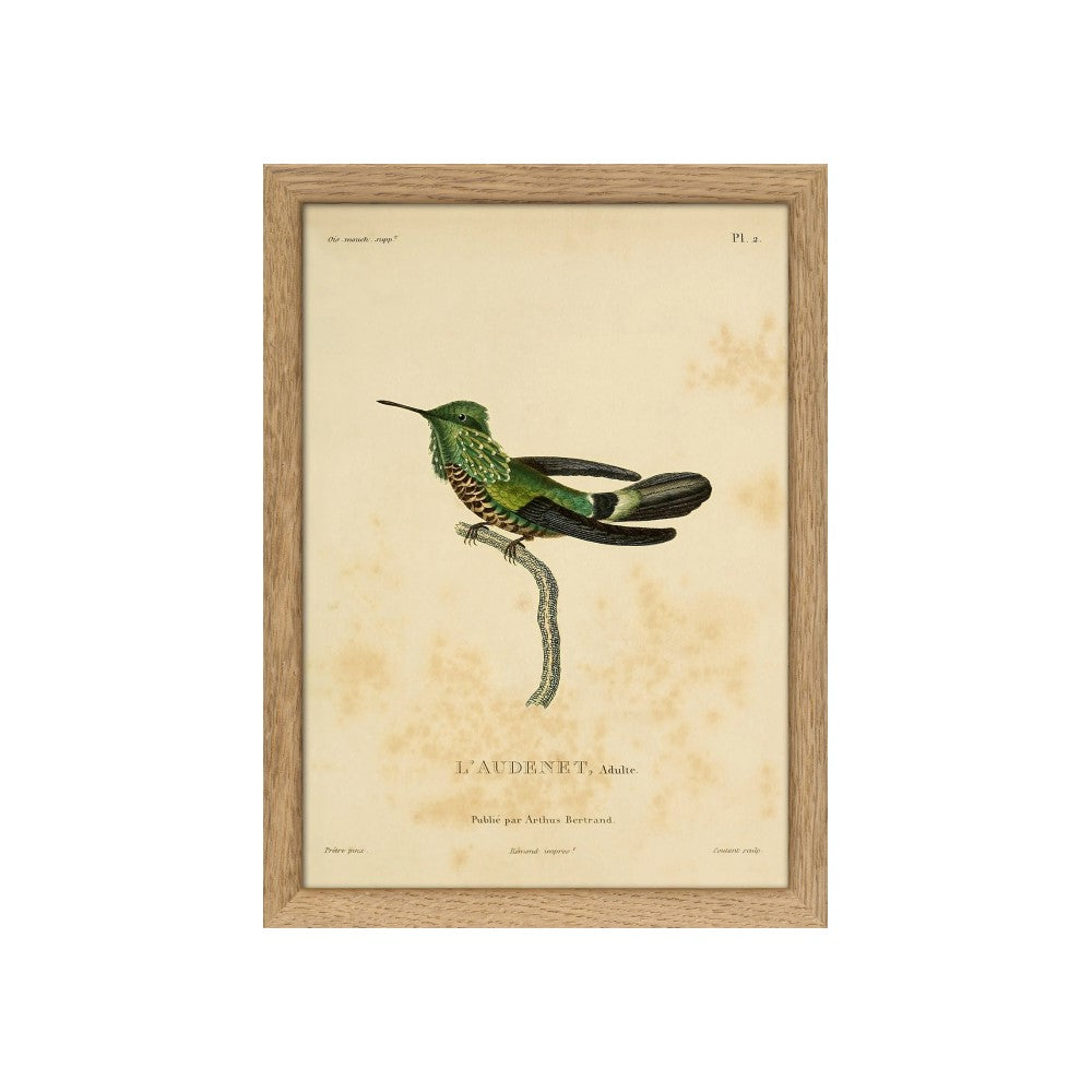 Audenet´s Green Hummingbird (Tochilidae)