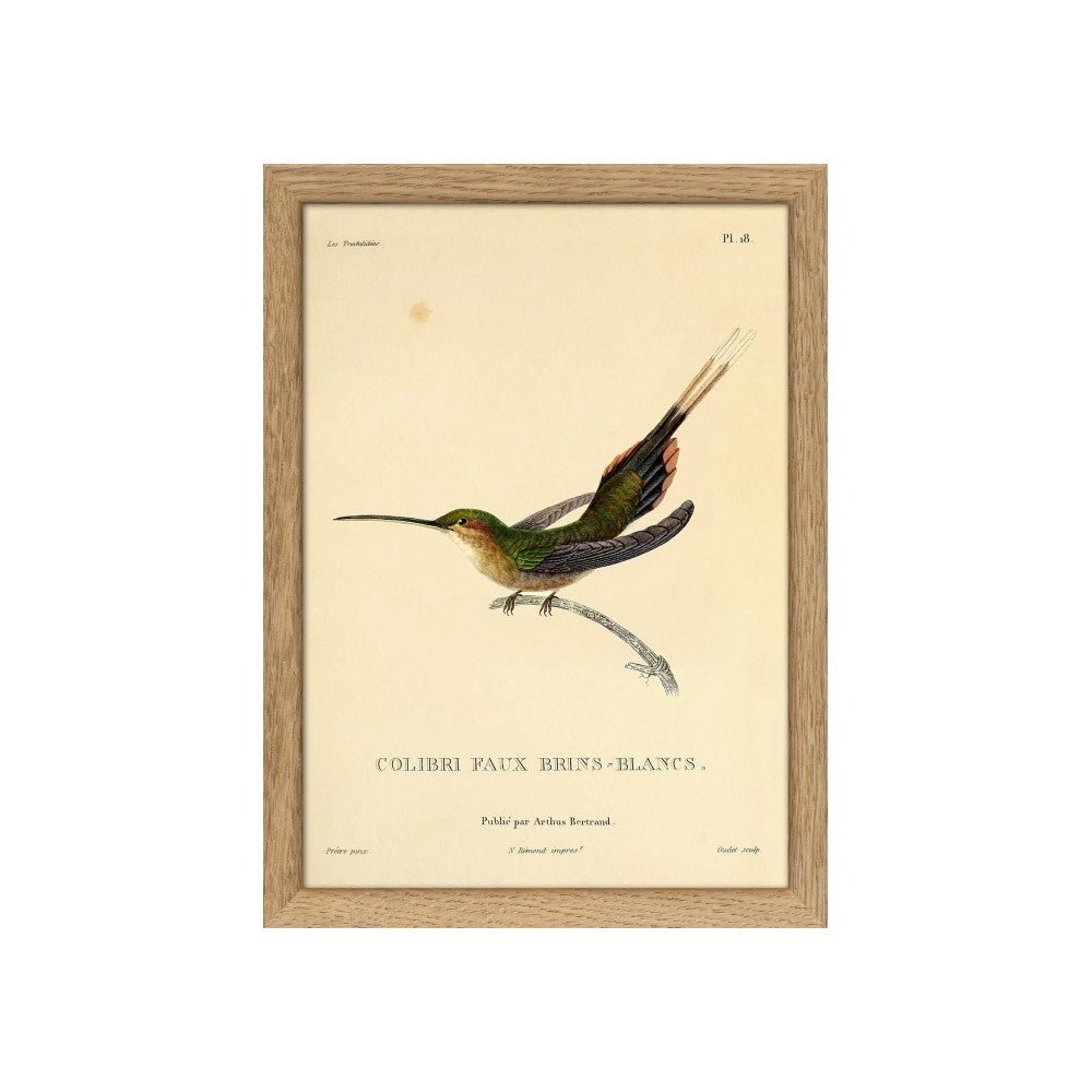 Straight-Billed Hermit Hummingbird (Phaethornis Bourcieri/Faux Brins-Blancs).